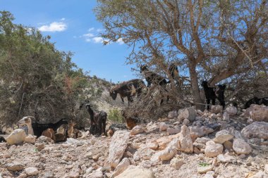 Keçiler Argan ağaçlarının meyvelerini yerler. Agadir Fas.