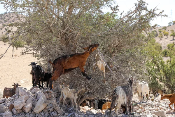 Las Cabras Comen Los Frutos Los Árboles Argán Agadir Marruecos —  Fotos de Stock