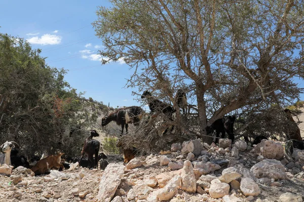 Capre Mangiano Frutti Degli Alberi Argan Agadir Marocco Foto Stock