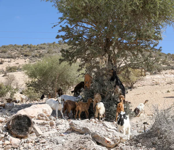 山羊吃Argan树的果实 Agadir摩洛哥 — 图库照片