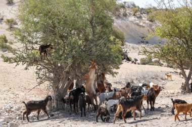 Keçiler Argan ağaçlarının meyvelerini yerler. Agadir Fas.