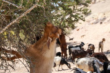 Keçiler Argan ağaçlarının meyvelerini yerler. Agadir Fas.