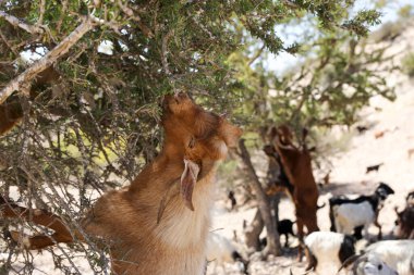 Keçiler Argan ağaçlarının meyvelerini yerler. Agadir Fas.