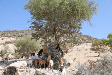 Keçiler Argan ağaçlarının meyvelerini yerler. Agadir Fas.