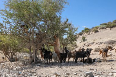 Keçiler Argan ağaçlarının meyvelerini yerler. Agadir Fas.
