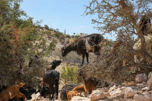 Las Cabras Comen Los Frutos Los Árboles Argán Agadir Marruecos —  Fotos de Stock