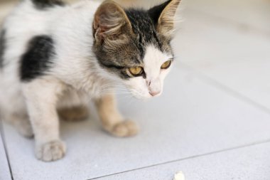 A small street kitten is white with gray spots. clipart