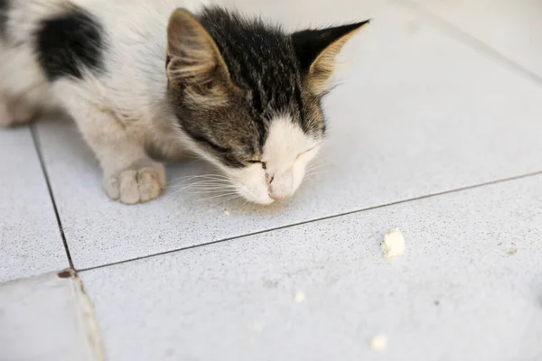 Small Street Kitten White Gray Spots — Stock Photo, Image