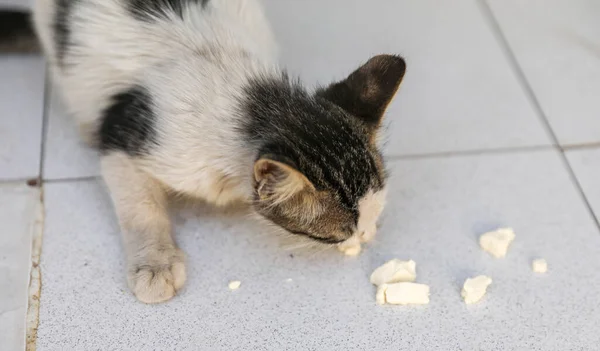 Small Street Kitten White Gray Spots — Stock Photo, Image