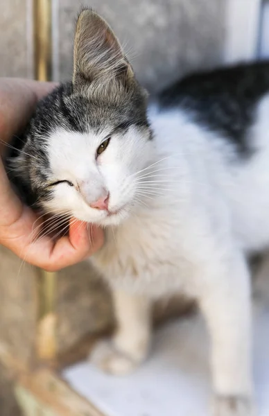 Small Street Kitten White Gray Spots — Stock Photo, Image