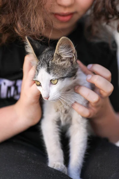 Small Street Kitten White Gray Spots Royalty Free Stock Images