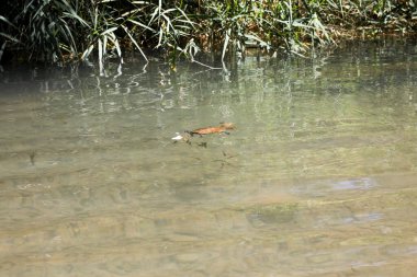 Cennet Vadisi 'nde bir barınakta kaplumbağa. Agadir Fas.