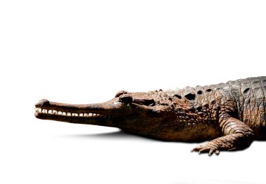 Timsahın başı ve gövdesi güçlü ön bacaklara sahiptir. - Evet. Beyaz bir arka planda. Kırpma yolu ile.