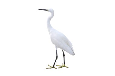 Poultry. Egret isolated on a white background clipart