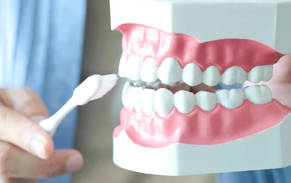 Χέρια Οδοντιάτρου Επιδεικνύει Πώς Βουρτσίζεις Δόντια Σου Σωστά Για Καθαρίσετε — Φωτογραφία Αρχείου