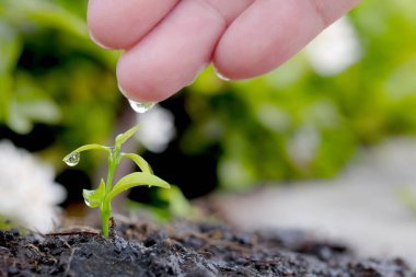 Su ve güneş ışığı için filizlenen ve doğal yeşil arka planda verimli topraklarda büyüyen tohumlar.
