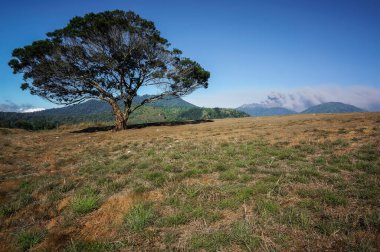 Bondowoso, 26 Temmuz 2015 Doğu Java / Endonezya Raung Dağı püskürmesi lav ve kül püskürtür. Kurak mevsimde Savannah Wurung Krateri 'nden (Kawah Wurung) alınmıştır..