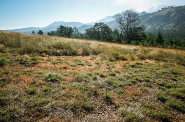 Bondowoso, 26 Temmuz 2015 Doğu Java / Endonezya Raung Dağı püskürmesi lav ve kül püskürtür. Kurak mevsimde Savannah Wurung Krateri 'nden (Kawah Wurung) alınmıştır..