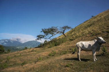 Bondowoso, 26 Temmuz 2015 Doğu Java / Endonezya Raung Dağı püskürmesi lav ve kül püskürtür. Kurak mevsimde Savannah Wurung Krateri 'nden (Kawah Wurung) alınmıştır..