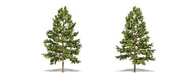 Beautiful Pinus strobus tree isolated and cutting on a white background with clipping path. clipart