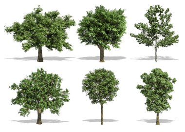 Güzel koleksiyon ağacı izole edilmiş ve kırpma yolu ile beyaz bir arkaplan üzerinde kesiliyor.