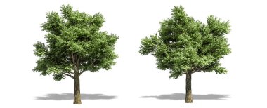 Güzel Quercus petraea ağacı izole edilmiş ve kırpma yolu ile beyaz bir arkaplan kesiyor.