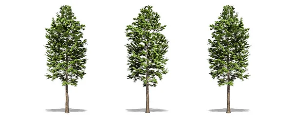 Gyönyörű Pinus Sylvestris Elszigetelt Vágás Egy Fehér Háttér Nyírás Útvonal — Stock Fotó