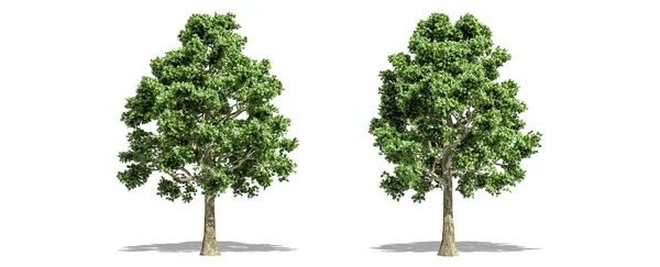 Bela Acer Árvore Isolada Corte Fundo Branco Com Caminho Recorte — Fotografia de Stock