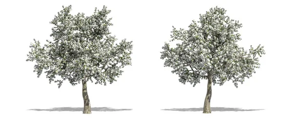 Güzel Pyrus Ağacı Izole Edilmiş Kırpma Yolu Ile Beyaz Bir — Stok fotoğraf