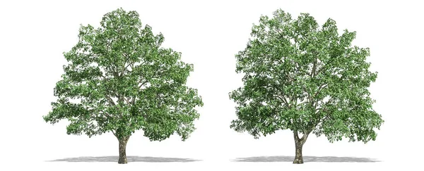 Bela Árvore Tilia Isolado Corte Fundo Branco Com Caminho Recorte — Fotografia de Stock