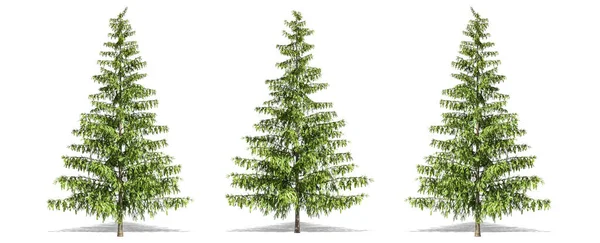 Bela Árvore Pinus Isolado Corte Fundo Branco Com Caminho Recorte — Fotografia de Stock