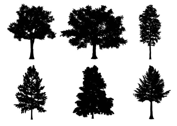 Beautiful collection tree silhouettes and cutting on a white background with clipping path.