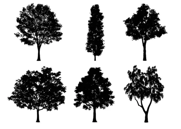 美丽的收集树轮廓和剪裁路径在白色背景上的切割 — 图库照片