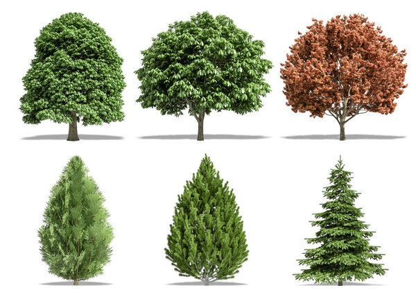 Beautiful collection tree isolated and cutting on a white background with clipping path.
