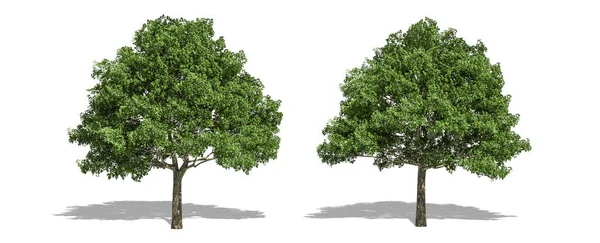 Bel Arbre Quercus Isolé Coupé Sur Fond Blanc Avec Chemin — Photo