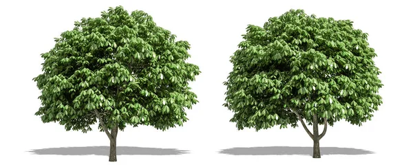 Beautiful Aesculus Tree Isolated Cutting White Background Clipping Path — Stock Photo, Image