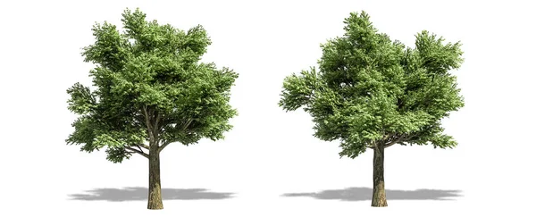 Bela Árvore Quercus Petraea Isolado Corte Fundo Branco Com Caminho — Fotografia de Stock