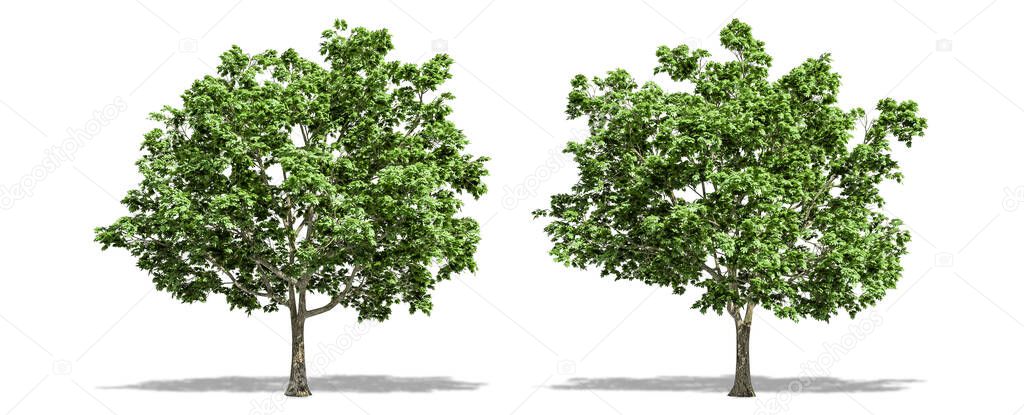 Beautiful Acer platanoides tree isolated and cutting on a white background with clipping path.