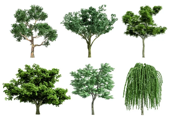 Bela Árvore Coleção Isolada Corte Fundo Branco Com Caminho Recorte — Fotografia de Stock