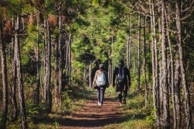 Sırt çantalı yürüyüşçüler orman yolunda yürüyor
