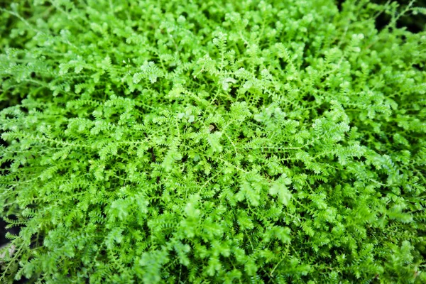 Yeşil Yapraklar Eğreltiotu Dokusu Arkaplanı — Stok fotoğraf
