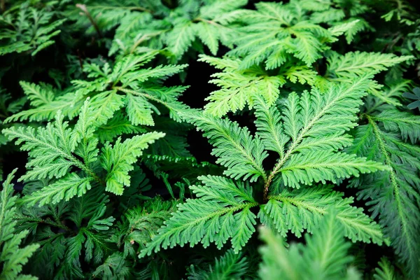 Green Leaves Fern Texture Background — Stock Photo, Image