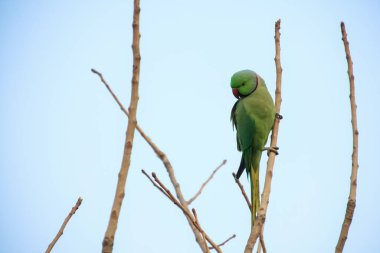 Ağaçtaki yeşil papağan.