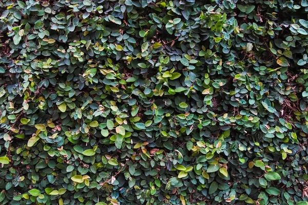 Zelené Listy Textura Stěny Pozadí — Stock fotografie