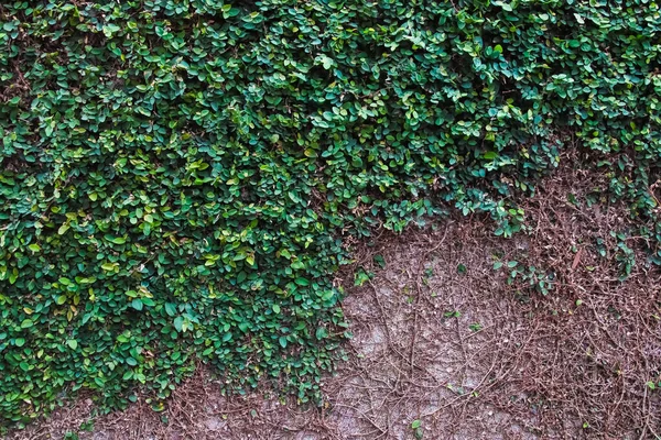 Přírodní Břečťan Růst Staré Zdi — Stock fotografie