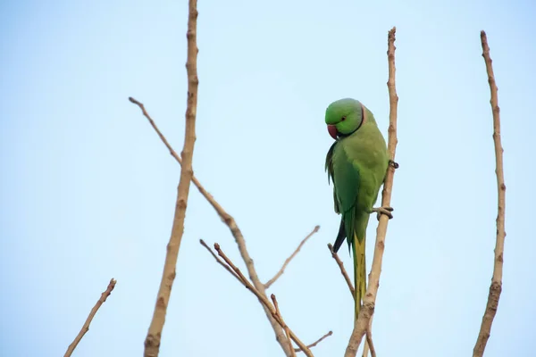 Green Parrot Tree — Stock Photo, Image