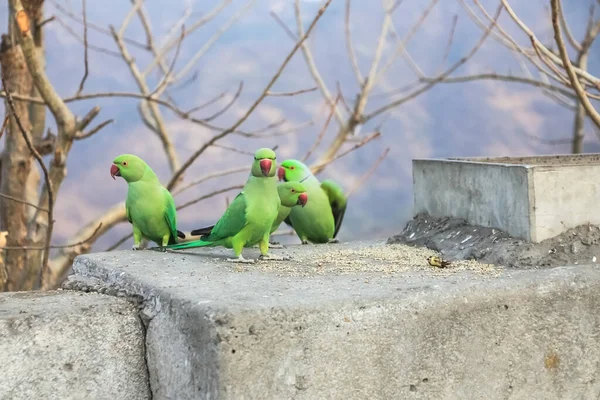 Group Green Parrot Stone Wall — Stock Photo, Image