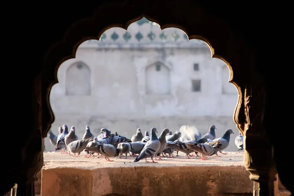 Close Flock Pigeons Old Wall Background — Stock Photo, Image