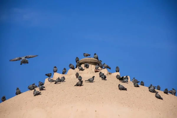 Flock Pigeons Old Roof Church Blue Sky — Stock Photo, Image