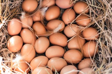Saman yuvasında taze çiftlik tavuğu yumurtası.